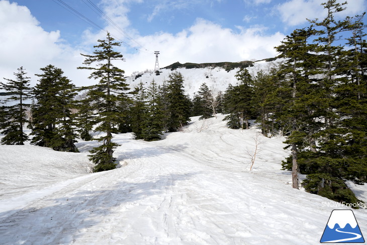 大雪山旭岳ロープウェイスキー場　カムイミンタラ『神々の遊ぶ庭』で春を楽しむ！